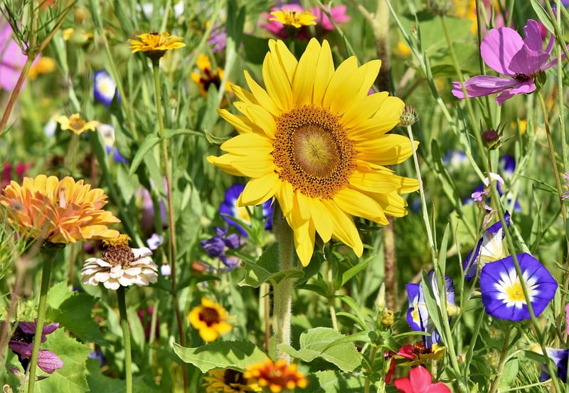 Spring Planting